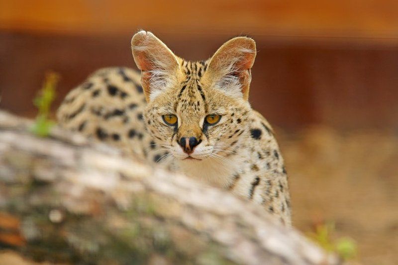 Степная красавицаphoto preview