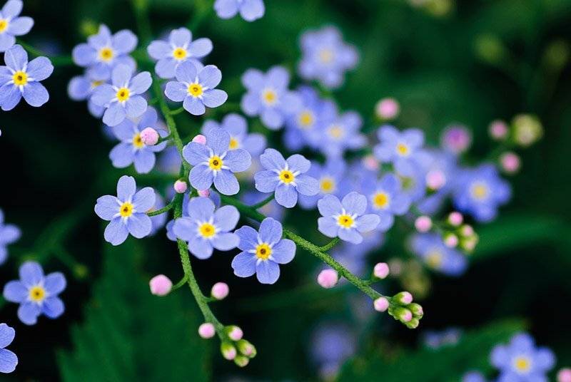 Нежность. Автор: Oksana Shufrich , Oksana Shufrich