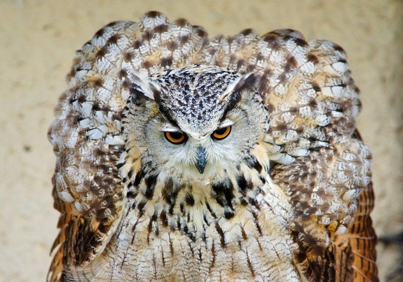 если филина разозлить....photo preview