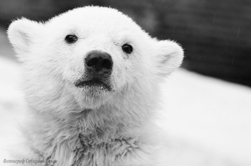 Грустныйphoto preview