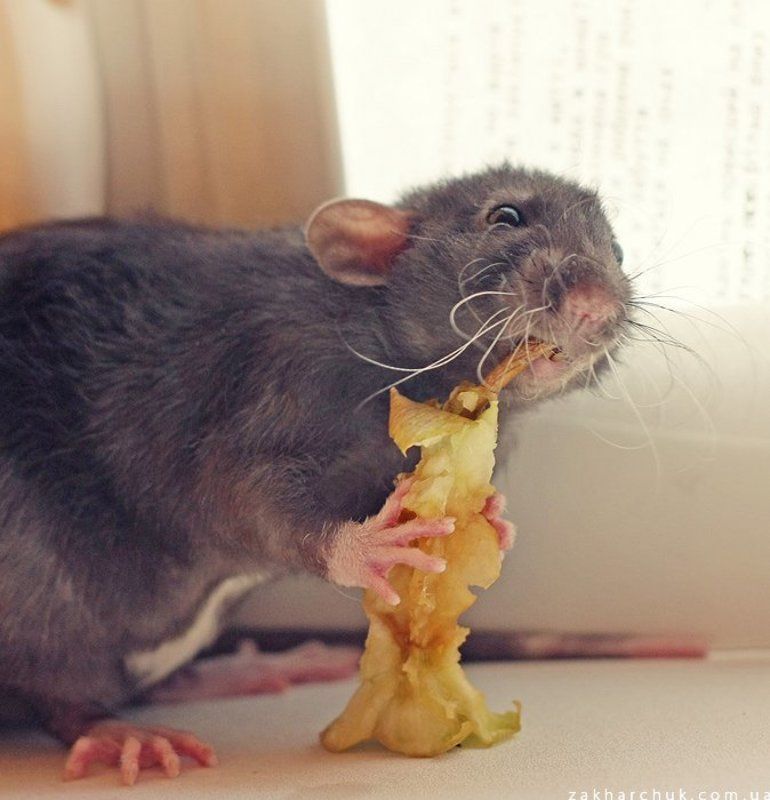 животные, крыса, яблоко, еда Обедphoto preview