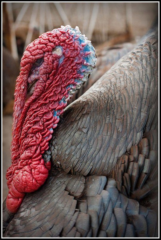 индюк Индюкphoto preview