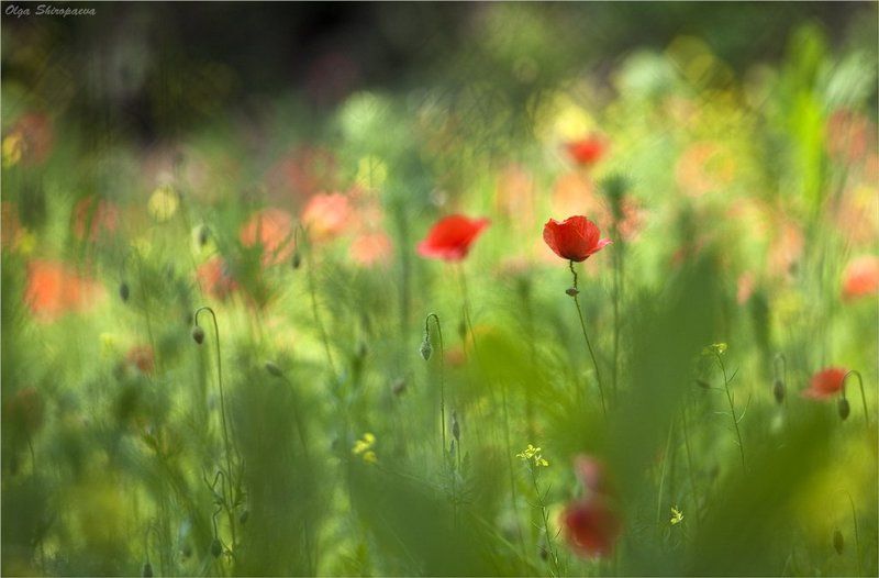 зоопарк, маки, прага Маки.photo preview