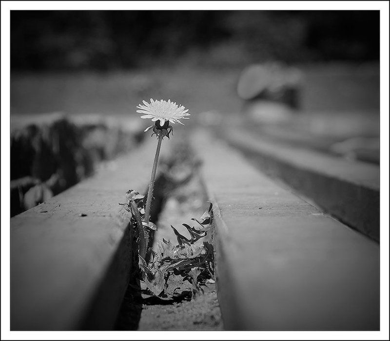 одуванчик Dandelion Depressionphoto preview