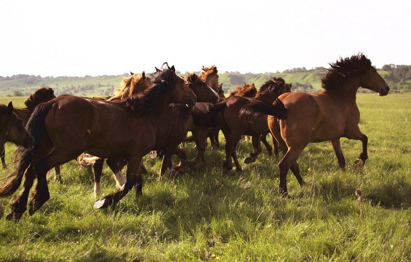 Лошади и их окрестностиphoto preview