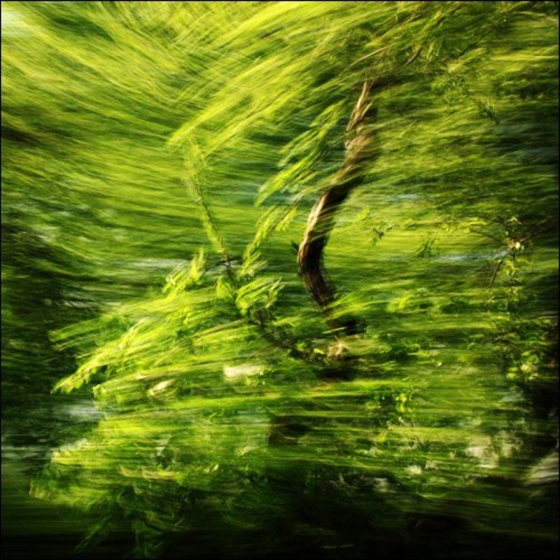 дерево, движение, впечатление, импрессионизм Move-in-shotphoto preview