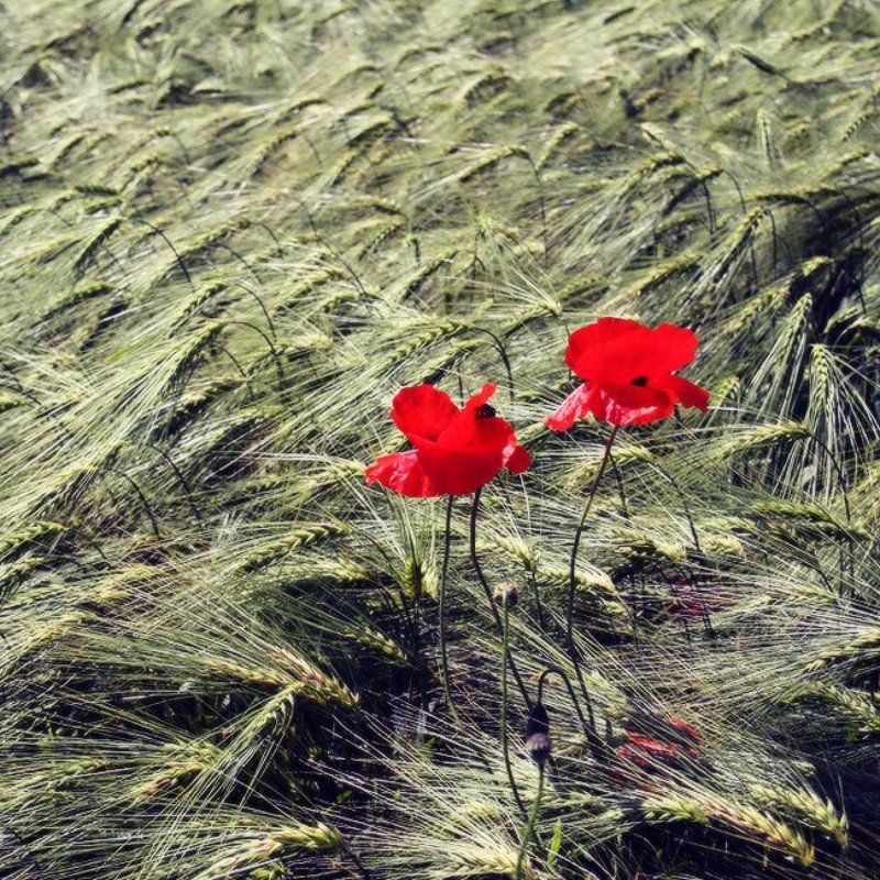 Булка с макомphoto preview