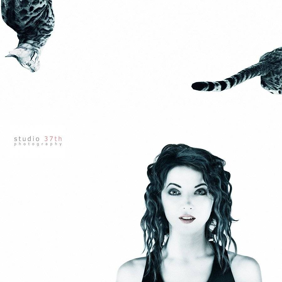 Cats. Автор: Alexander Mikhailenko , Alexander Mikhailenko