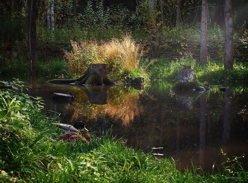 В тишине... фото превью