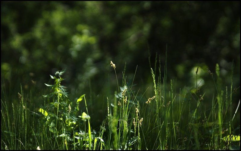 лето, трава, утро Летоphoto preview