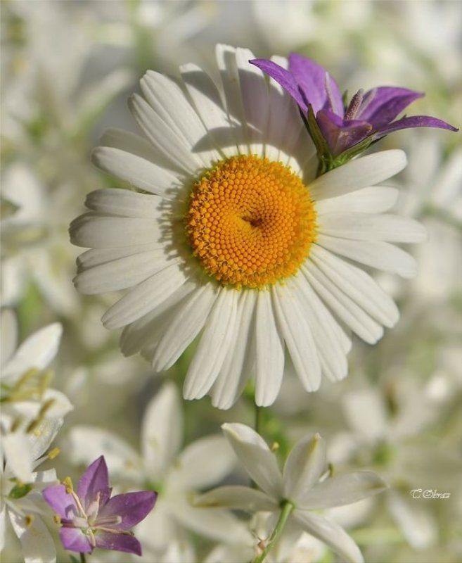 модницаphoto preview