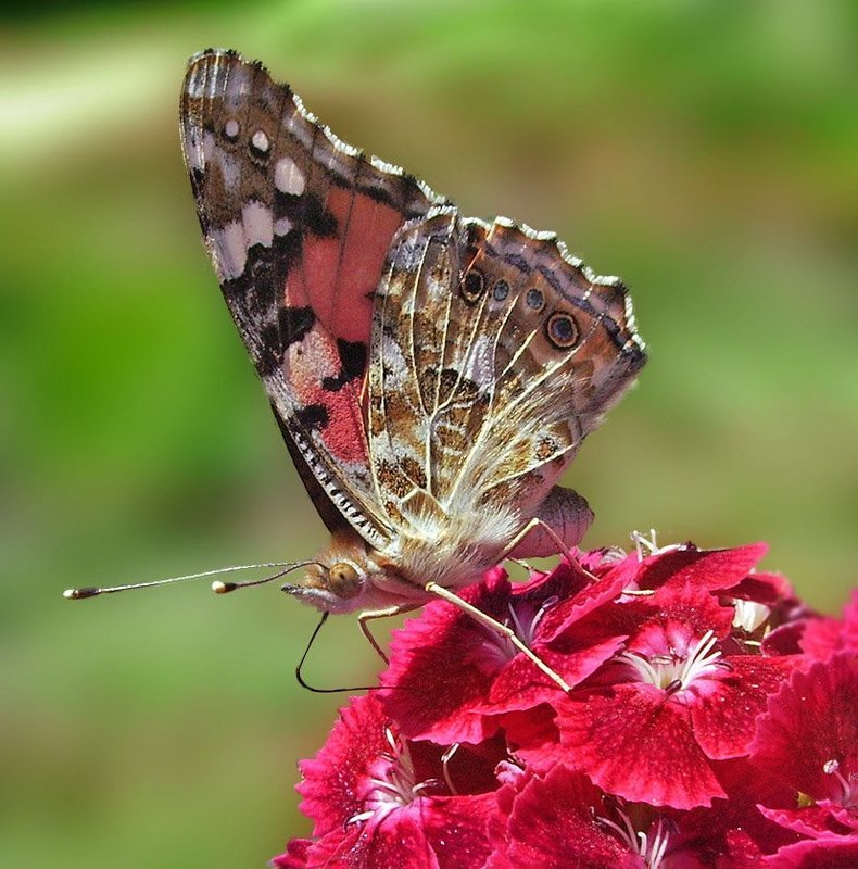 Все простоphoto preview