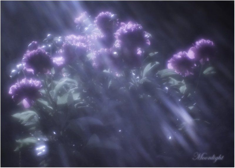 Moonlight...photo preview