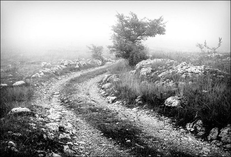 дорога, туман Дорогаphoto preview