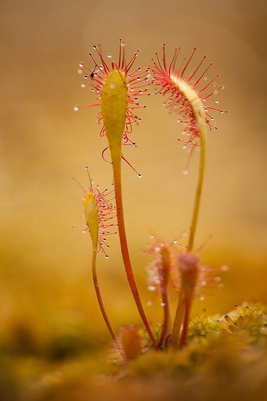 росянка, липучка, макро И опять росянка...photo preview