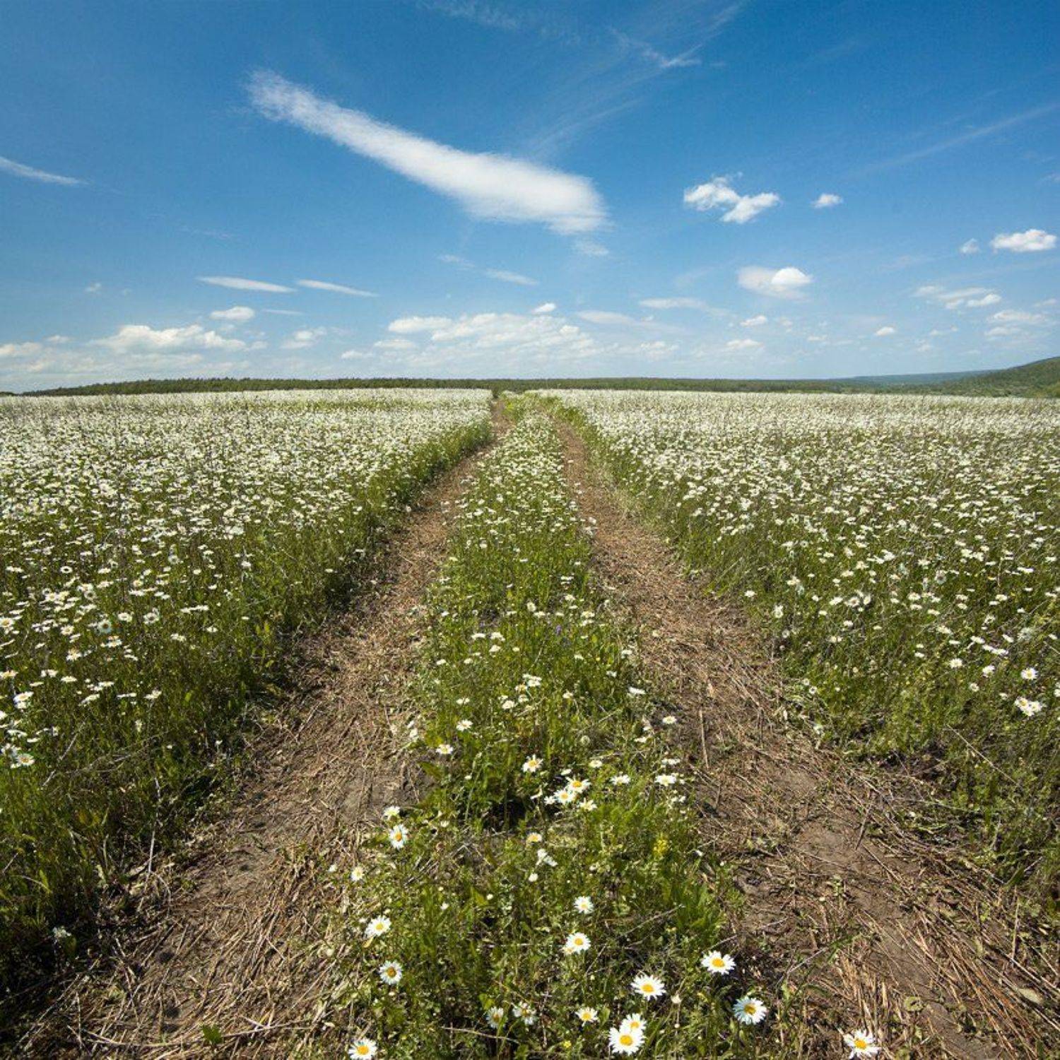 Ромашковый путь.. Автор: Александр Дубовицкий ромашки, поле, лето, дорога, Александр Дубовицкий