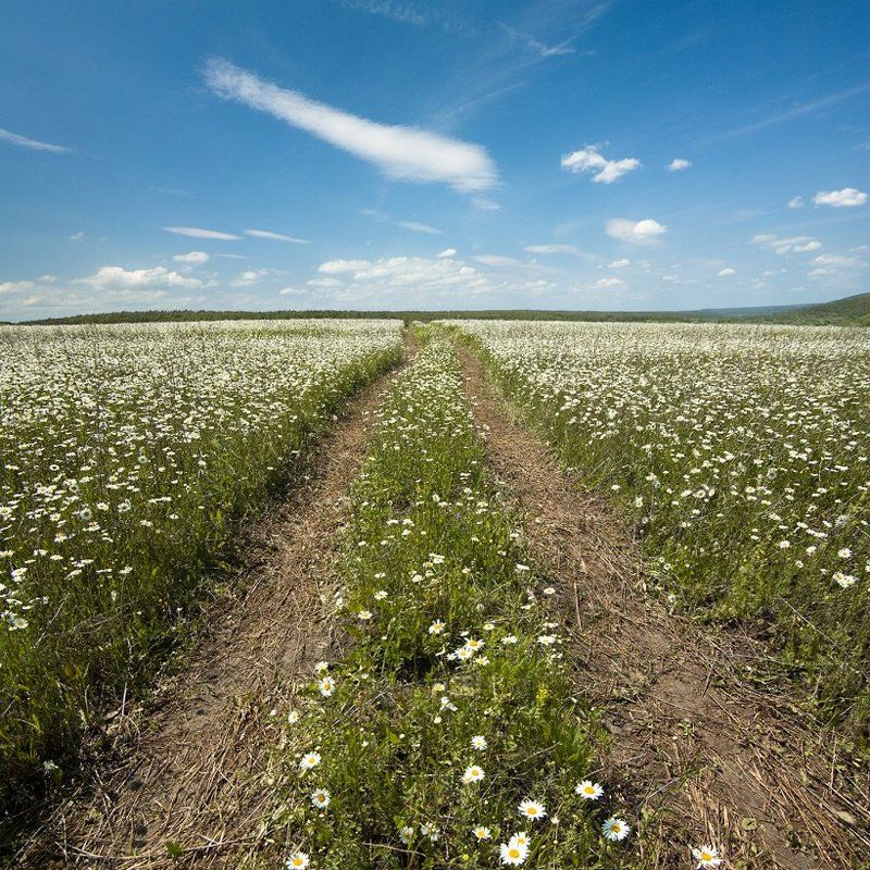 ромашки, поле, лето, дорога Ромашковый путь.photo preview