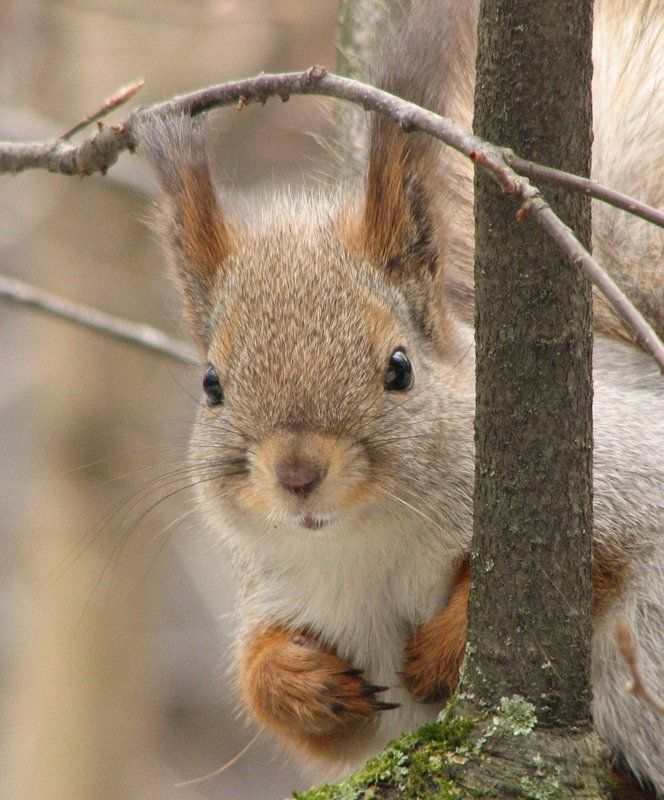 белка, портрет Портретphoto preview