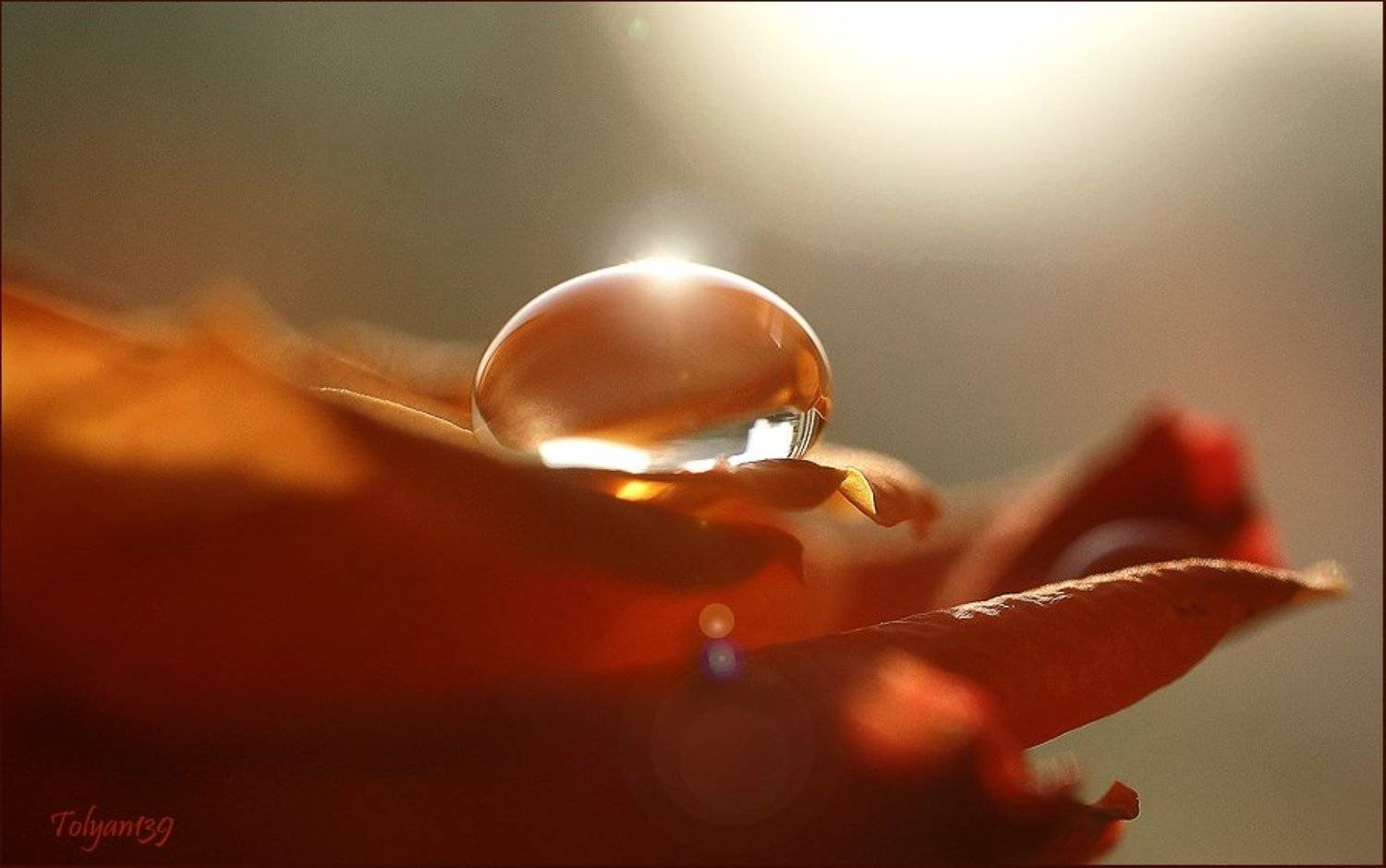 капля, роза, tolyan139