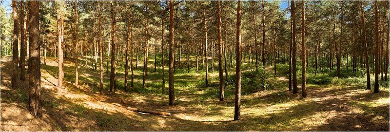 Шишкин лесphoto preview