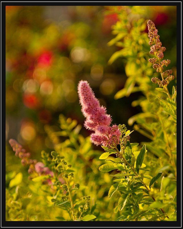 закат,природа,цветы закатphoto preview