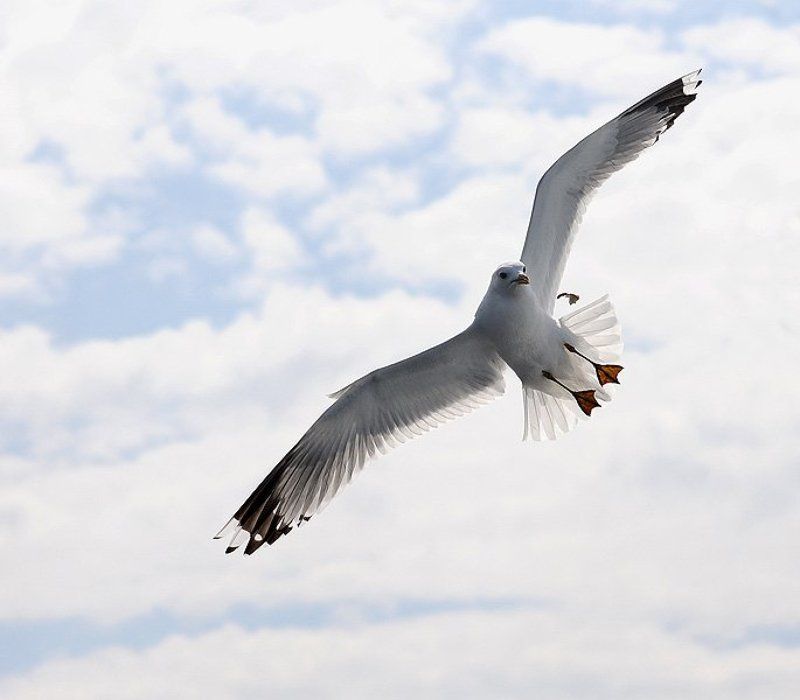 чайкаphoto preview