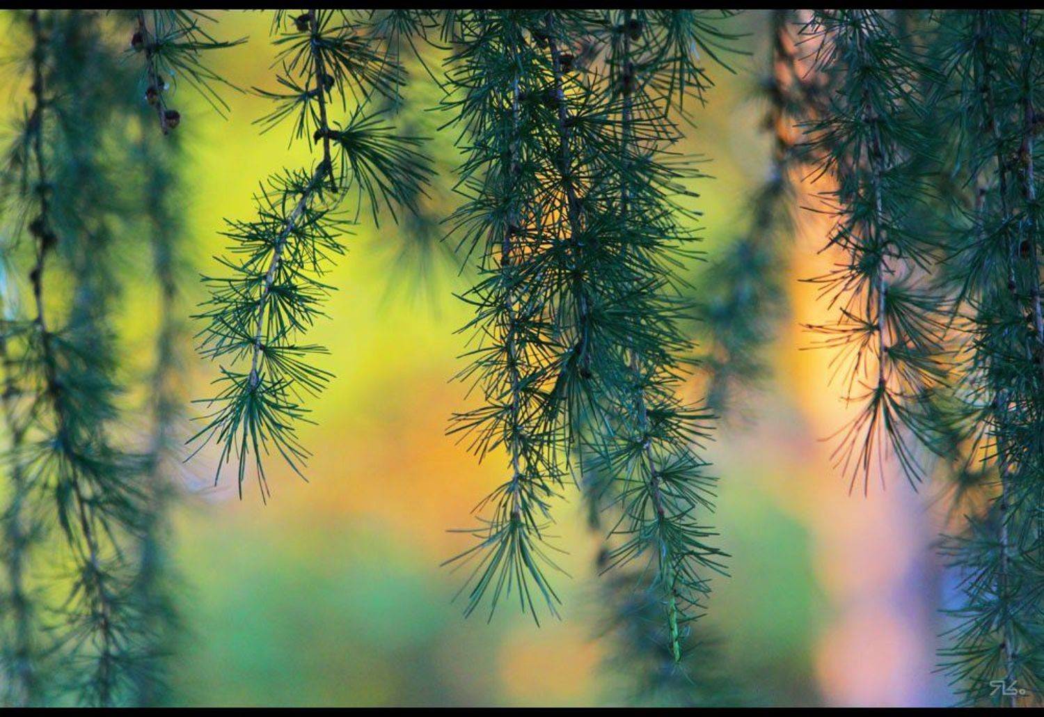 Шел я лесоМ.... Автор: Константин Янситов лес, шел, мимо, меня, Константин Янситов