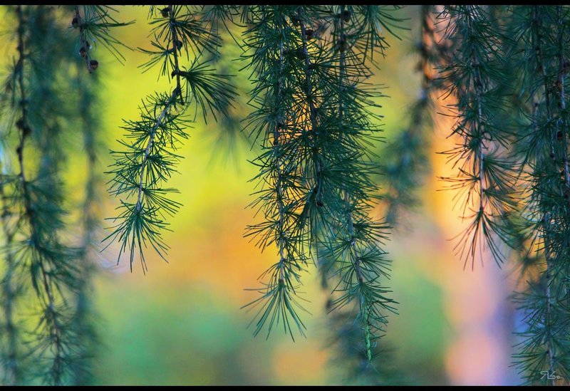 лес, шел, мимо, меня Шел я лесоМ...photo preview