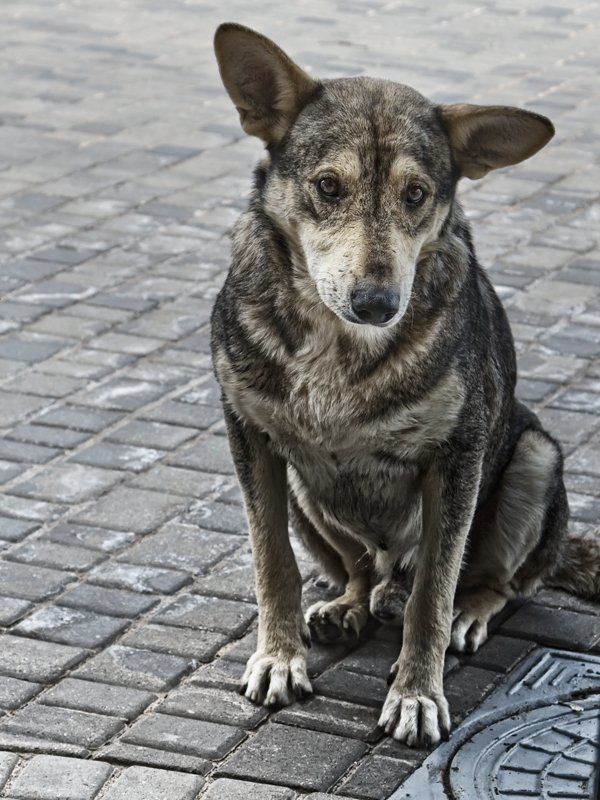 Жил был пёсphoto preview