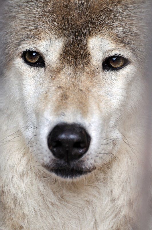 В Ленинградском зоопаркеphoto preview