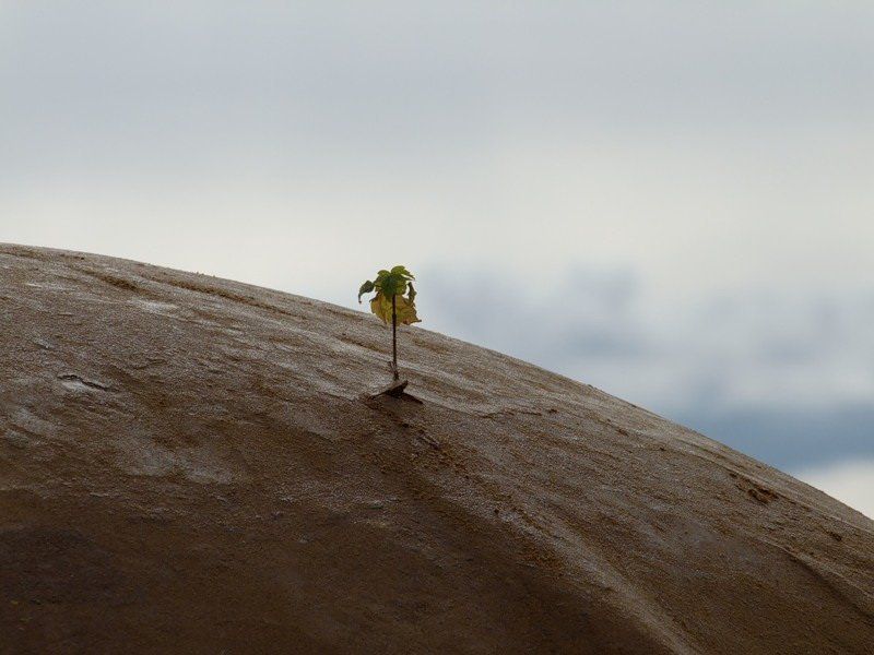 пуп землиphoto preview