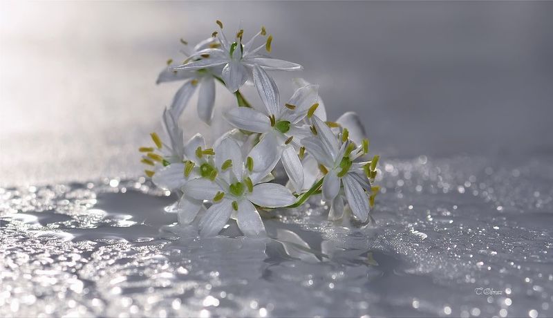 степные, цветы ***photo preview