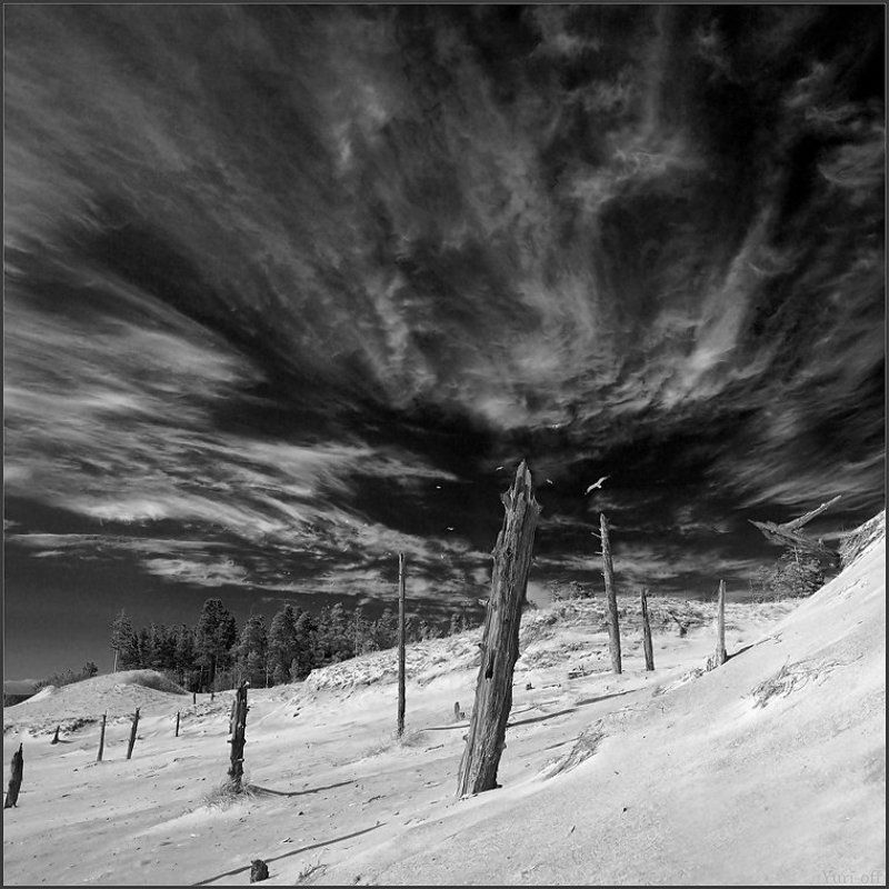 ДЕСЯТЬ ПЕСЕН О ДЮНАХ... (ч/б серия)photo preview