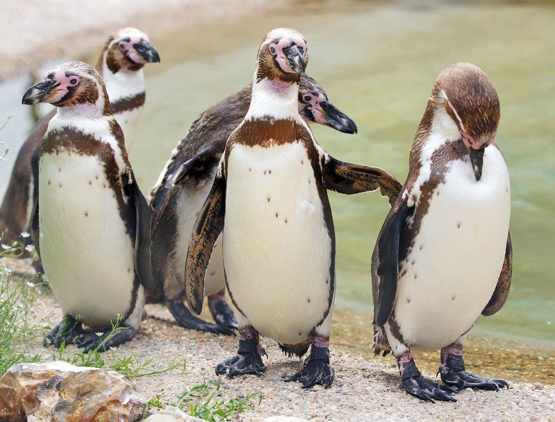 Строгое внушениеphoto preview