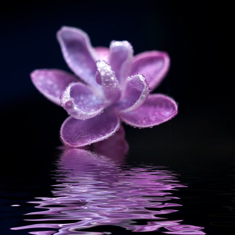 сирень,вода,макро,природа,отражение ~~@photo preview