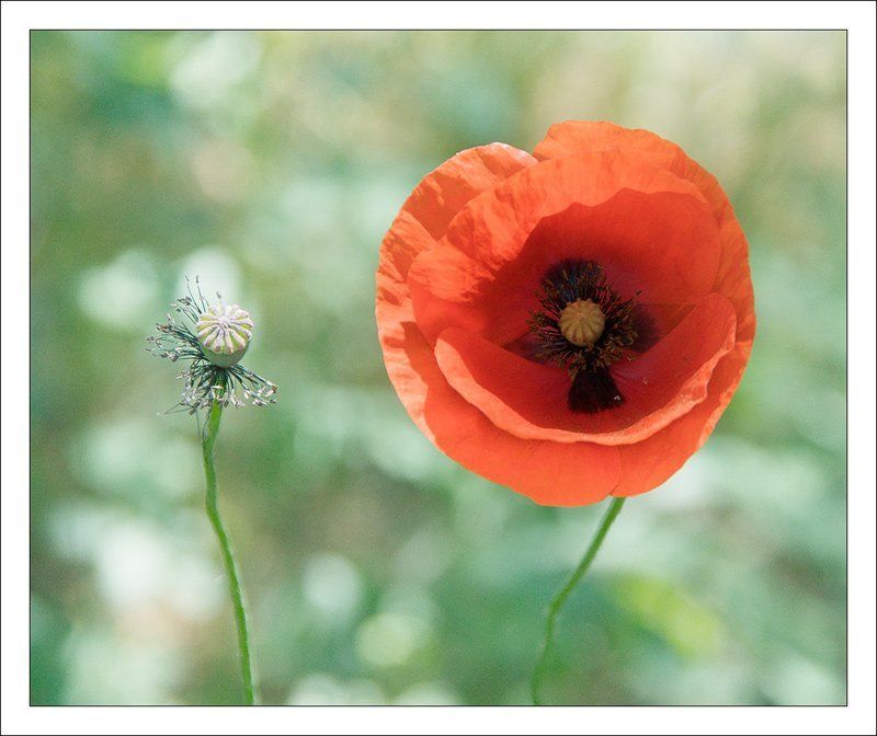 мак Красный макphoto preview