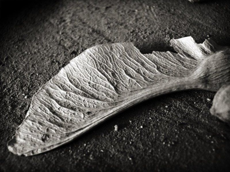 раненое крылоphoto preview