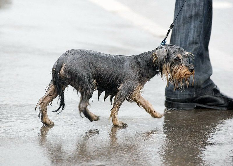 жизнь собачьяphoto preview