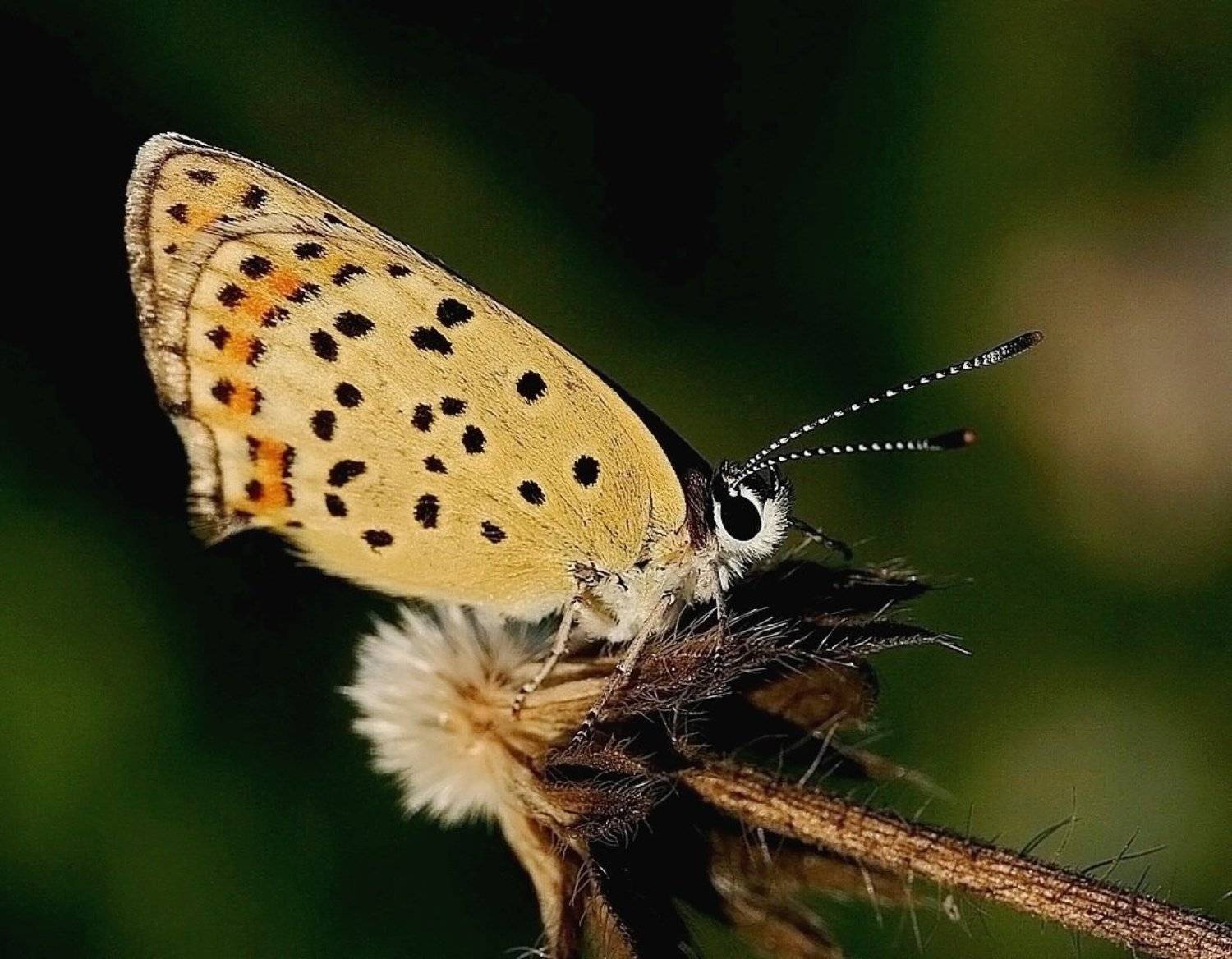 , Василий Черкасский