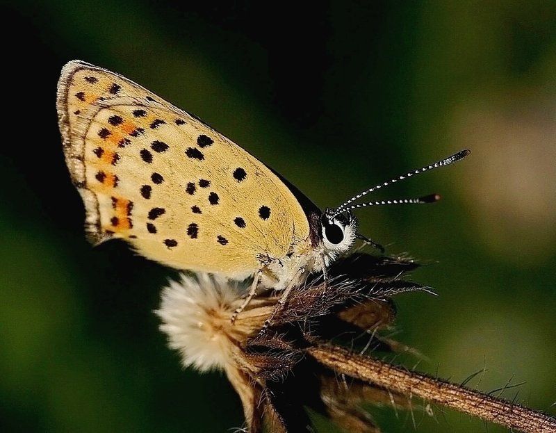 Ведь красивая я ж ???photo preview