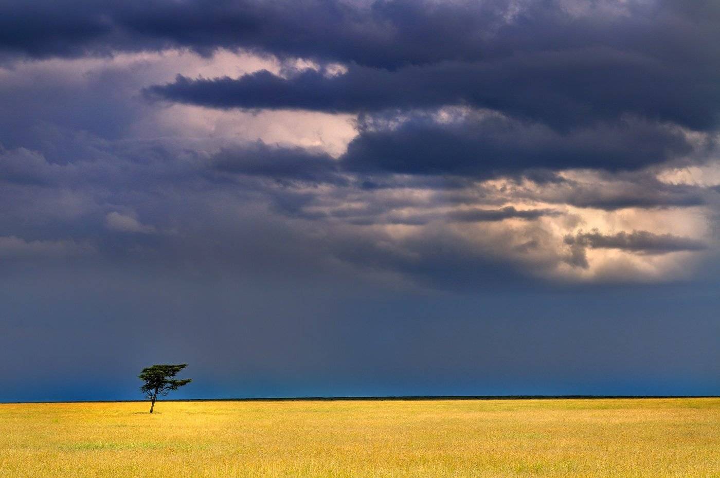 Война и мир. Автор: Николай Зиновьев пейзаж, саванна, серенгети, танзания, николай зиновьев, Николай Зиновьев