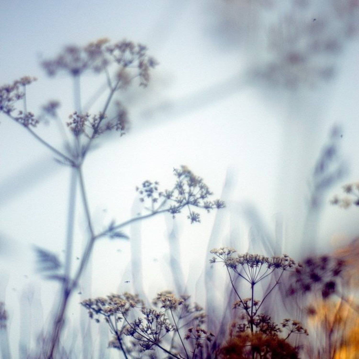 , Светлана Ястребова