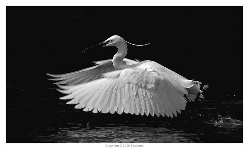 малая, белая, цапля, egretta, garzetta, израиль Little Egretphoto preview