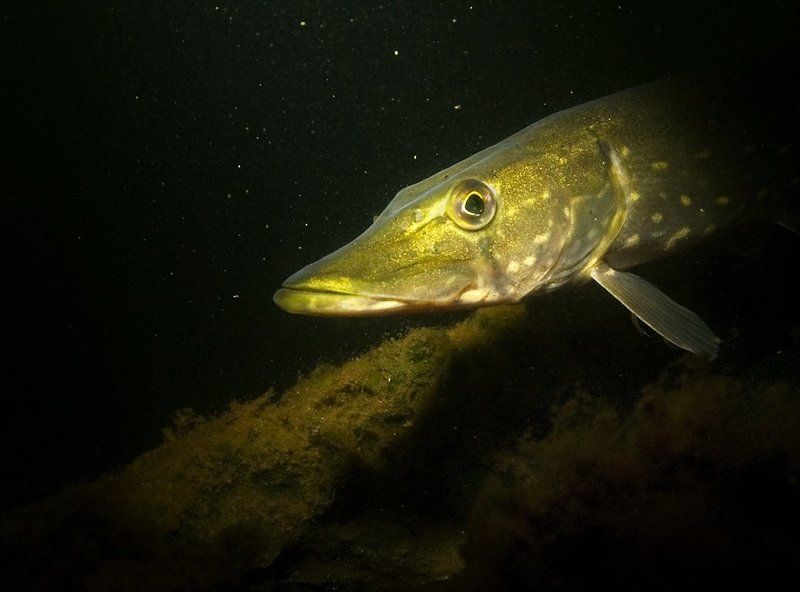 щука Портрет в интерьереphoto preview