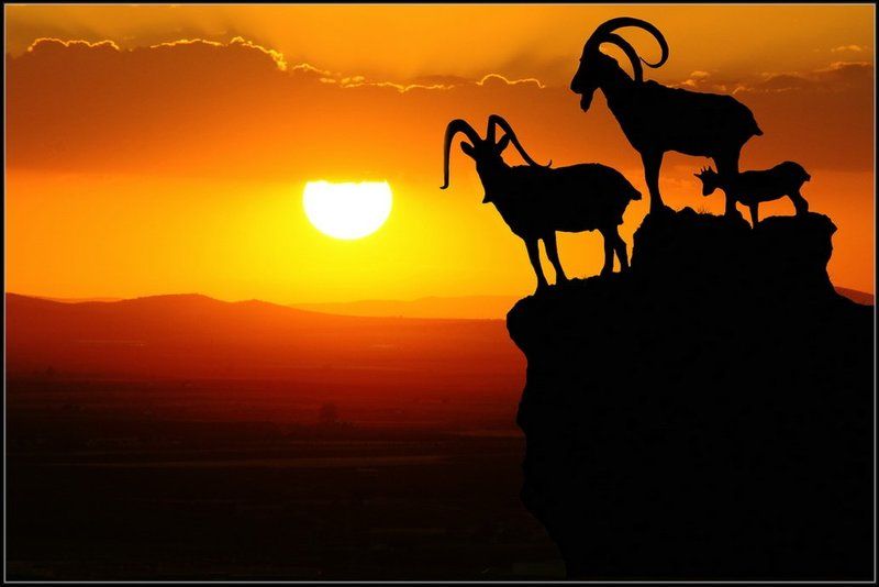 закат, горы, козлы Пейзажи  Андалусииphoto preview