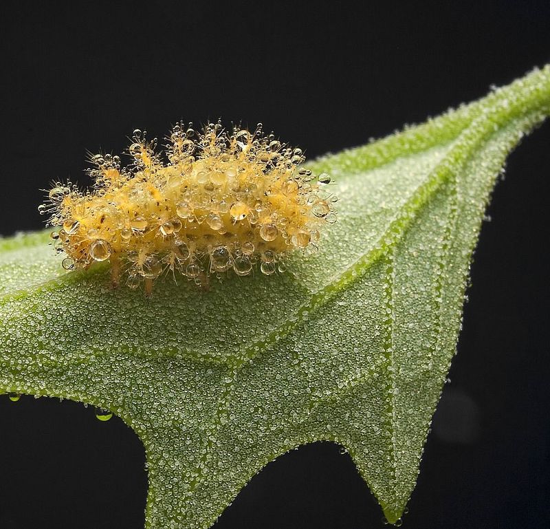 гусеница,листик,макро,роса,капельки.. ***photo preview