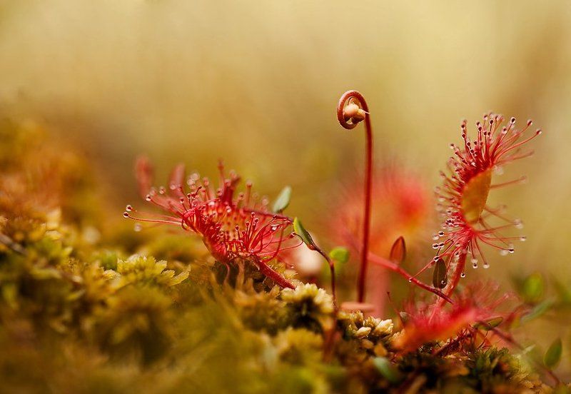 росянка, липучка, макро Другие миры..photo preview