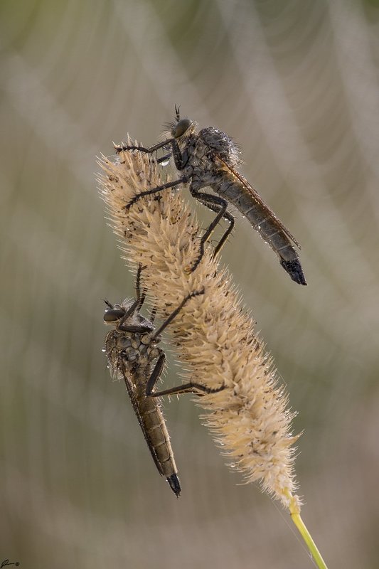 macro, makro, insect, wildlife, nature, Huntersphoto preview