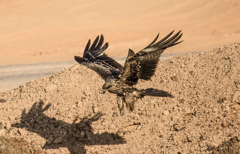 israel 2016 накрыть свою теньphoto preview