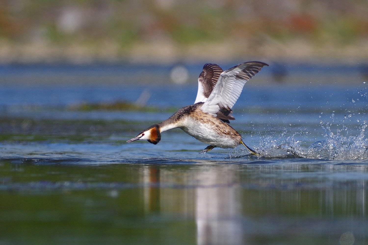 чомга, голям гмурец,podiceps cristatus, Евгени Стефанов